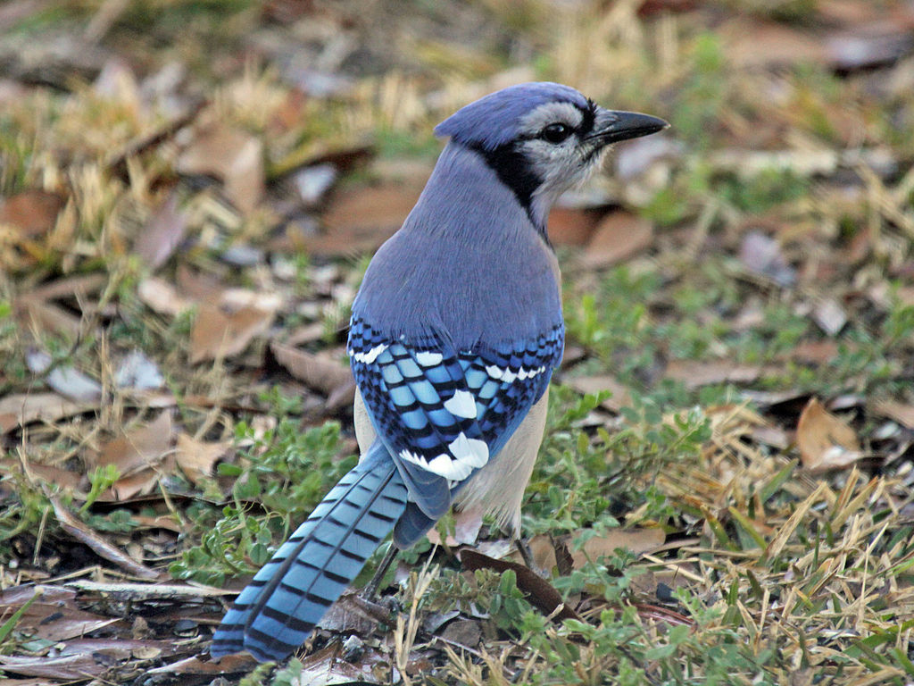 Blue-Jay - interesting facts about blue jays