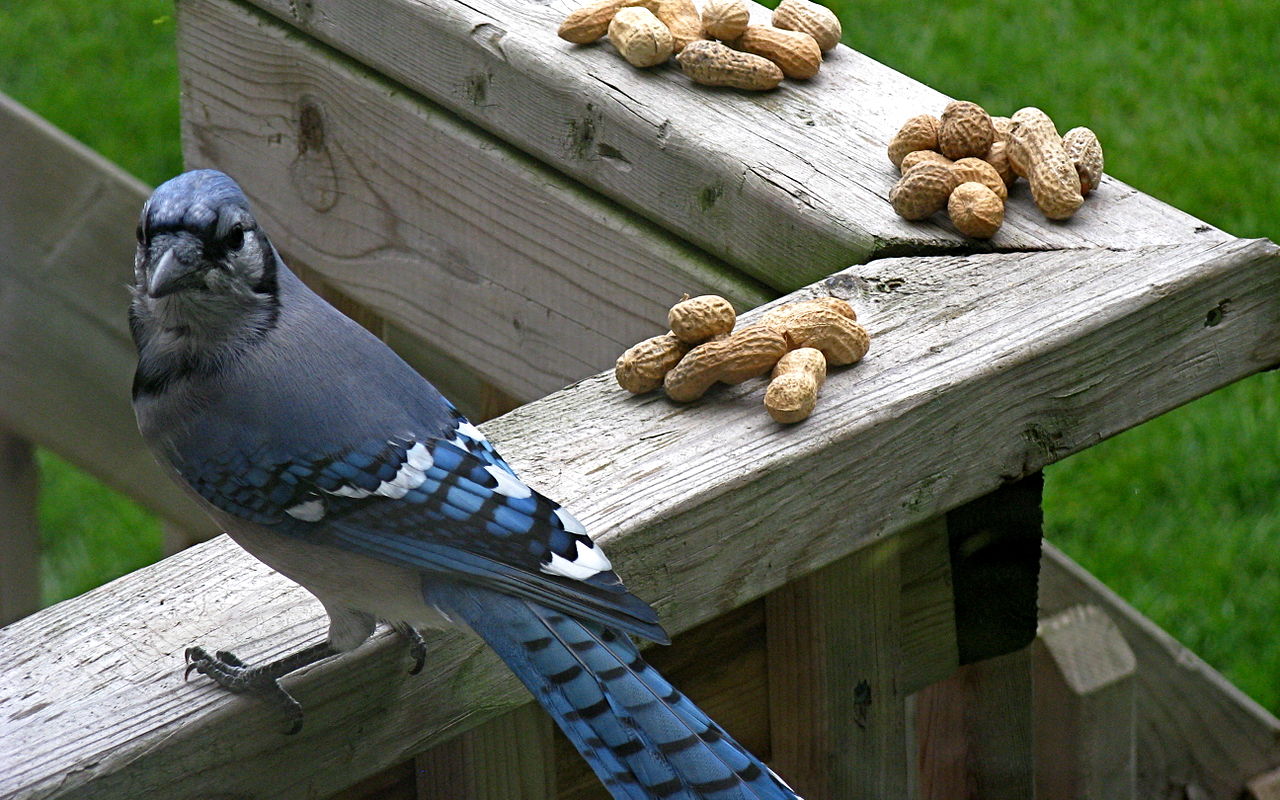Blue-Jay
