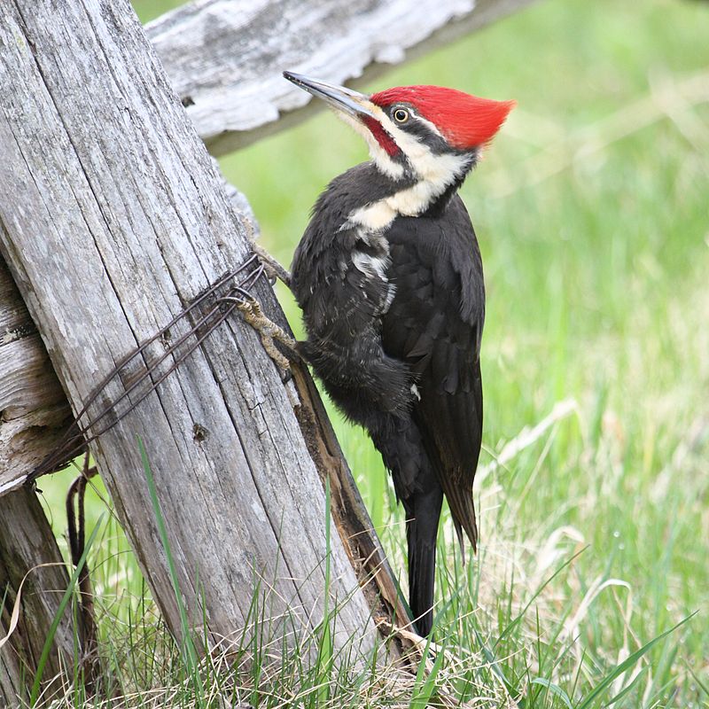 Pileated-Woodpecker