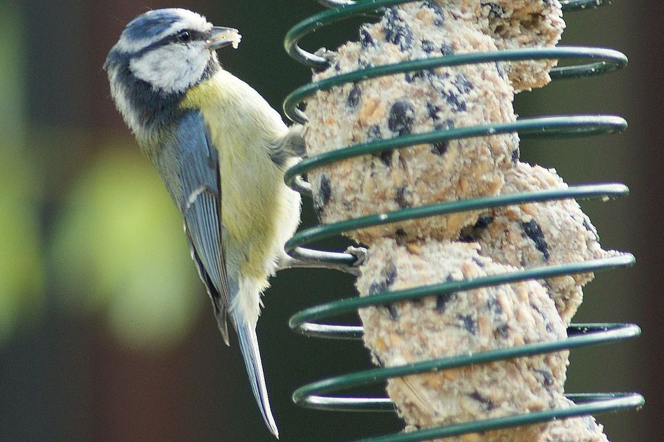 Suet Feeder