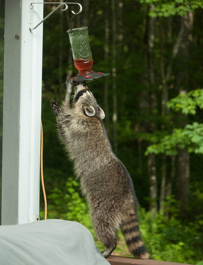 raccoon at hummingbird feeder - who drank the hummingbird juice