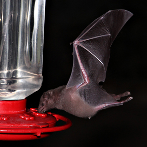 long nosed bat at hummingbird feeder - who drank the hummingbird juice