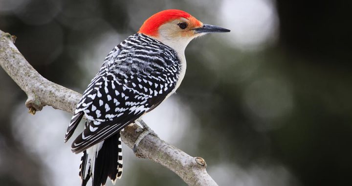 red-bellied woodpecker - facts about red bellied woodpeckers