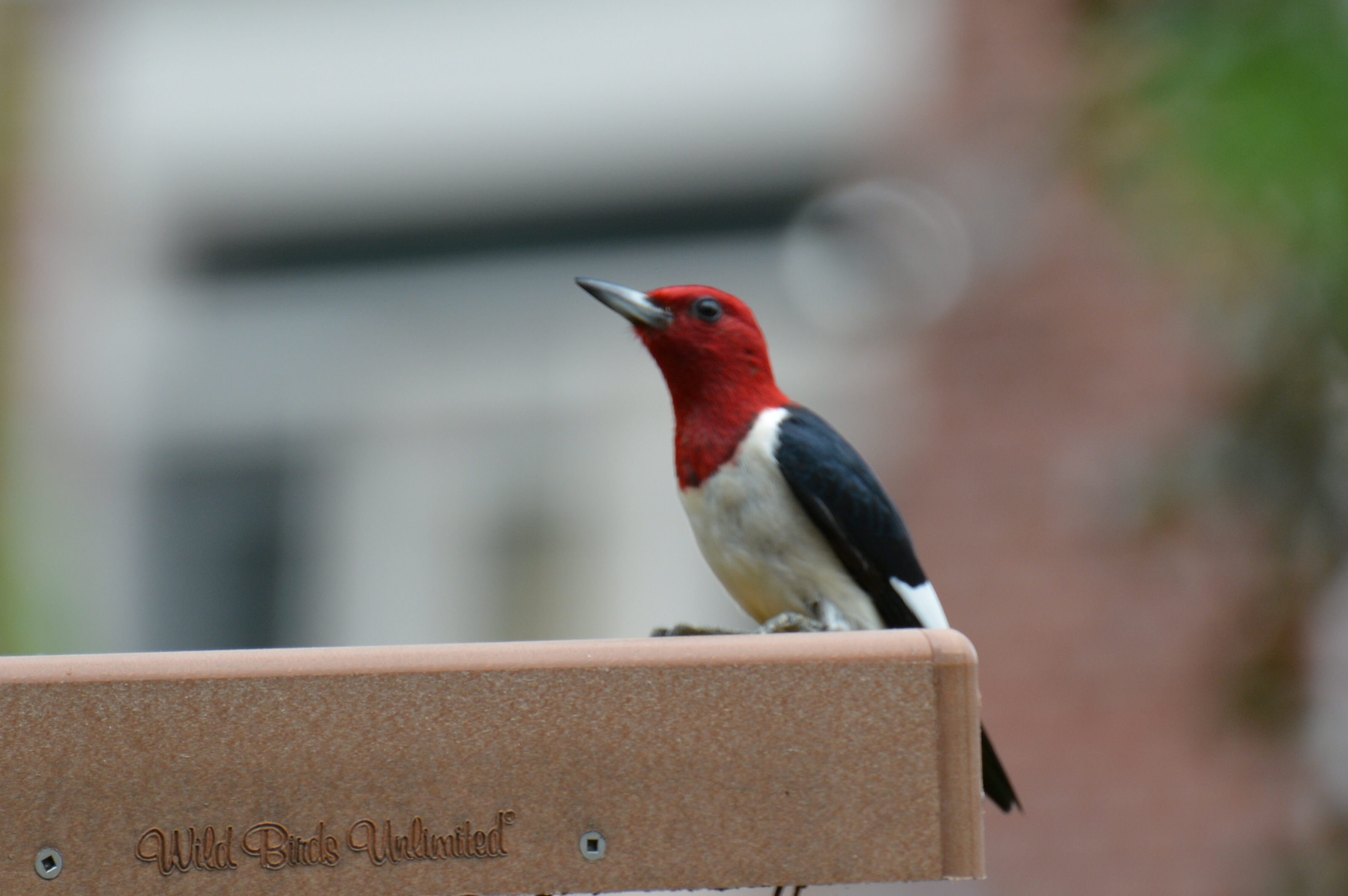 red headed woodpecker - red bellied woodpecker facts