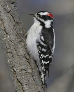 downy woodpecker - red bellied woodpecker facts