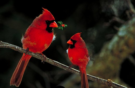 northern cardinal - northern cardinal bird
