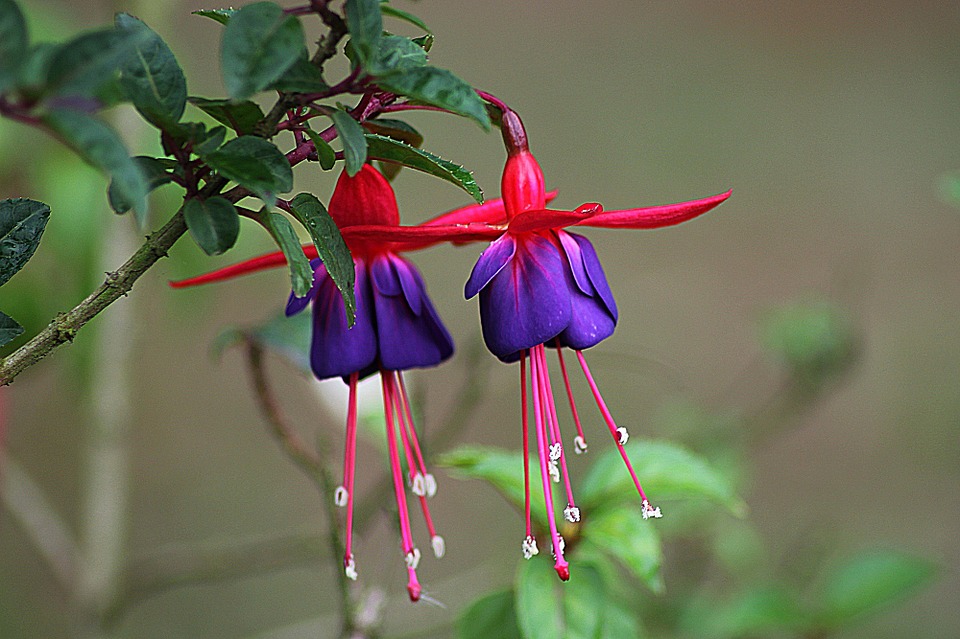 fuchsia - top 10 flowers that attract hummingbirds and butterflies
