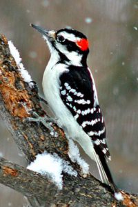 hairy woodpecker - why do woodpeckers peck on houses