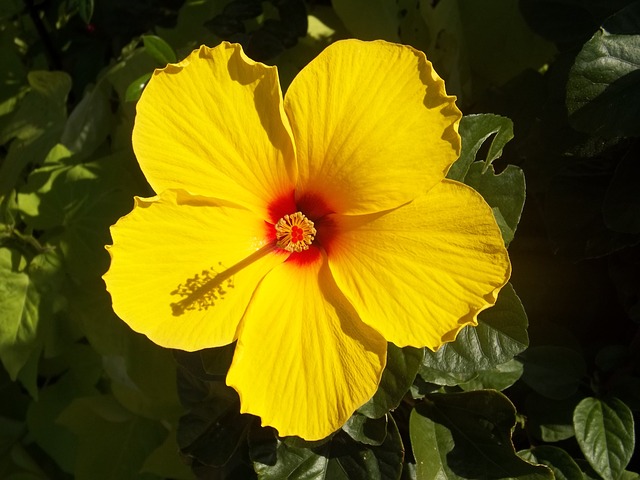 yellow hibiscus - flowers that attract hummingbirds