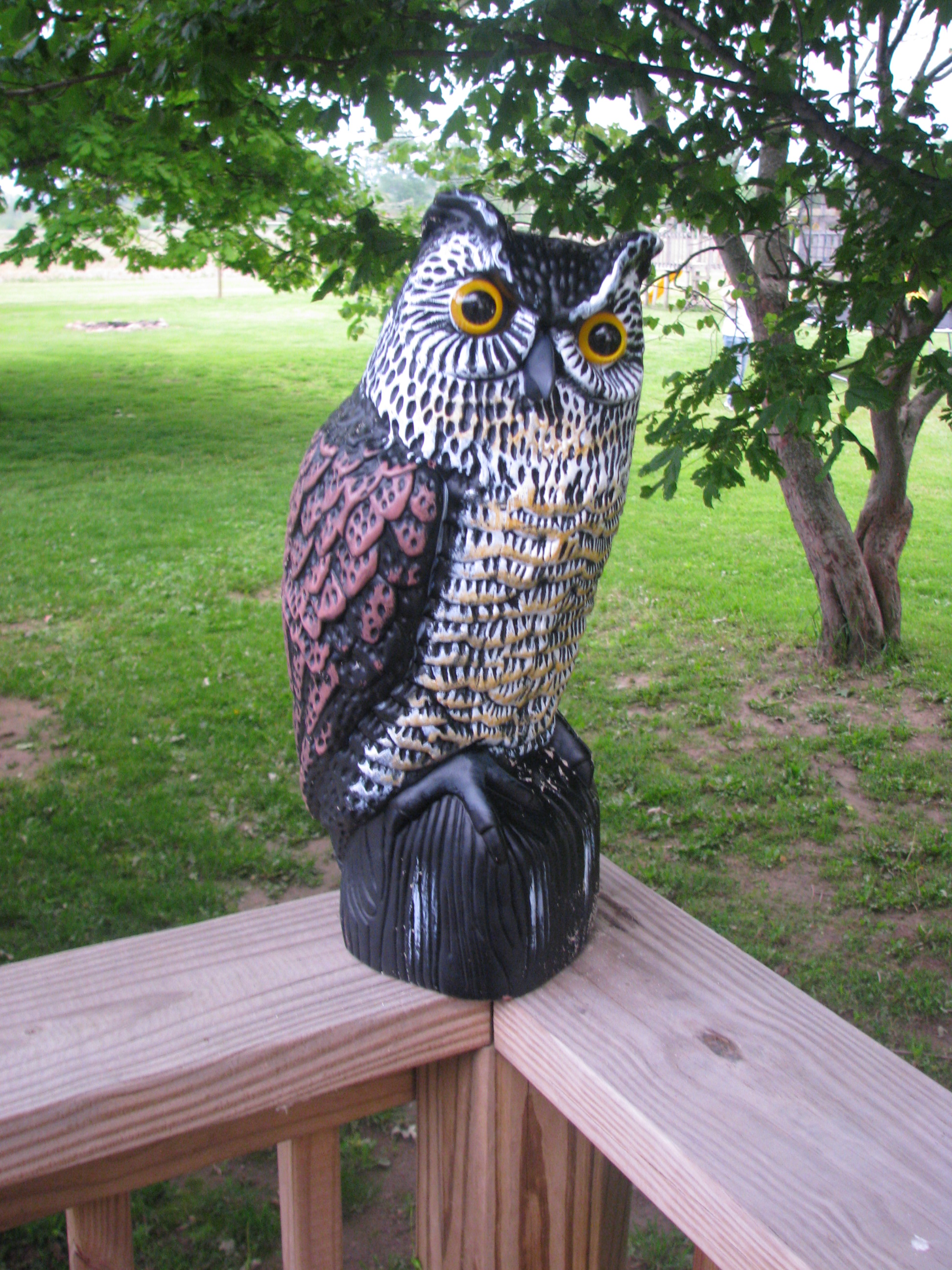 great horned owl decoy - its a great horned owl