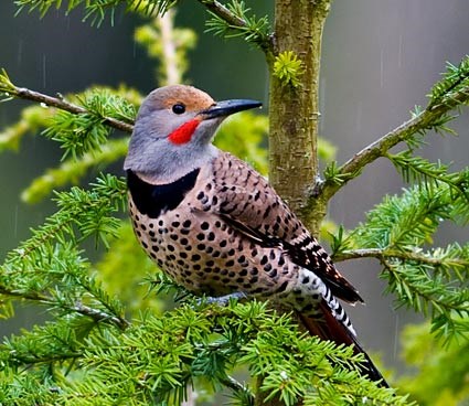 northern flicker - red bellied woodpecker facts