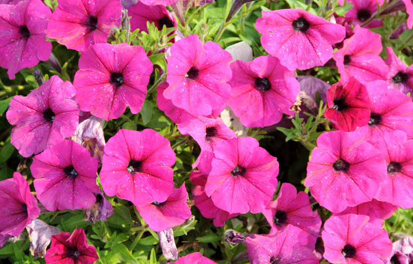 petunias - top 10 flowers that attract butterflies and hummingbirds