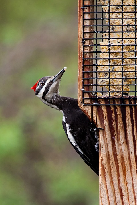 pileated woodpecker - red bellied woodpecker facts