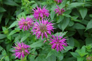 purple bee balm - top 10 flowers to attract hummingbirds