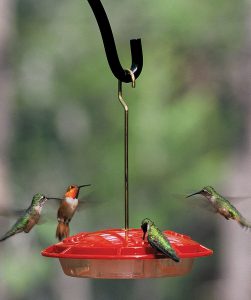 hummingbirds at feeder - when do hummingbirds migrate south