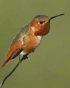 allens hummingbird 