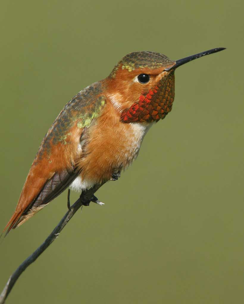 allens hummingbird