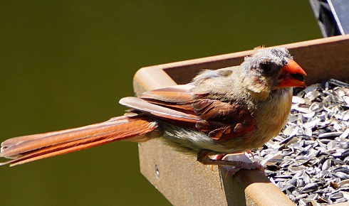 molting cardinal - northern cardinal bird