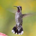 Plain-capped Starthroat hummingbird