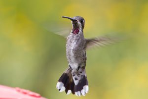 hummingbird hovering - 10 interesting facts about hummingbirds