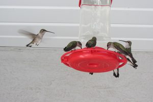 hummingbird feeder - why do hummingbirds fight