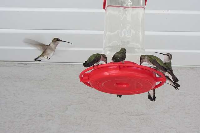 hummingbirds at feeder