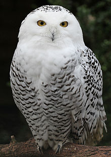 snowy-owl Owls of North America