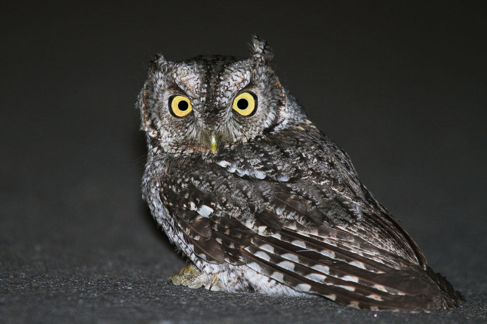 whiskered screech owl - owls of north america
