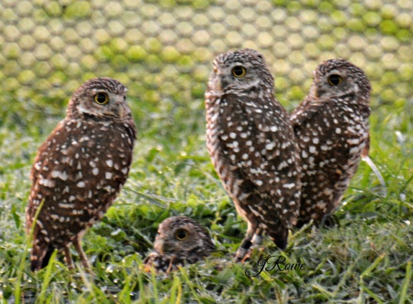 Burrowing Owls Owls of North America