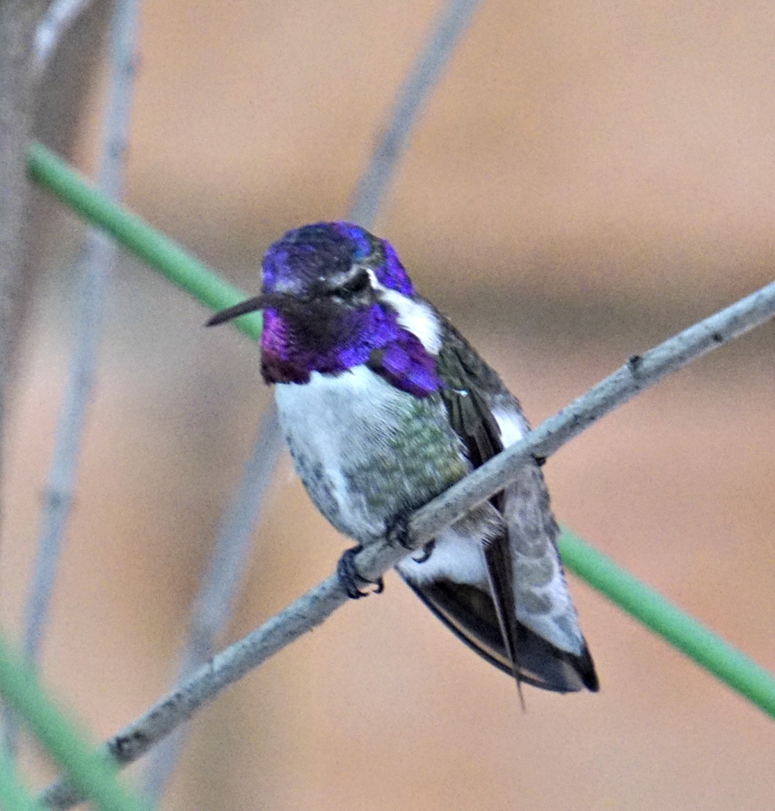 costas hummingbird - 10 interesting facts about hummingbirds