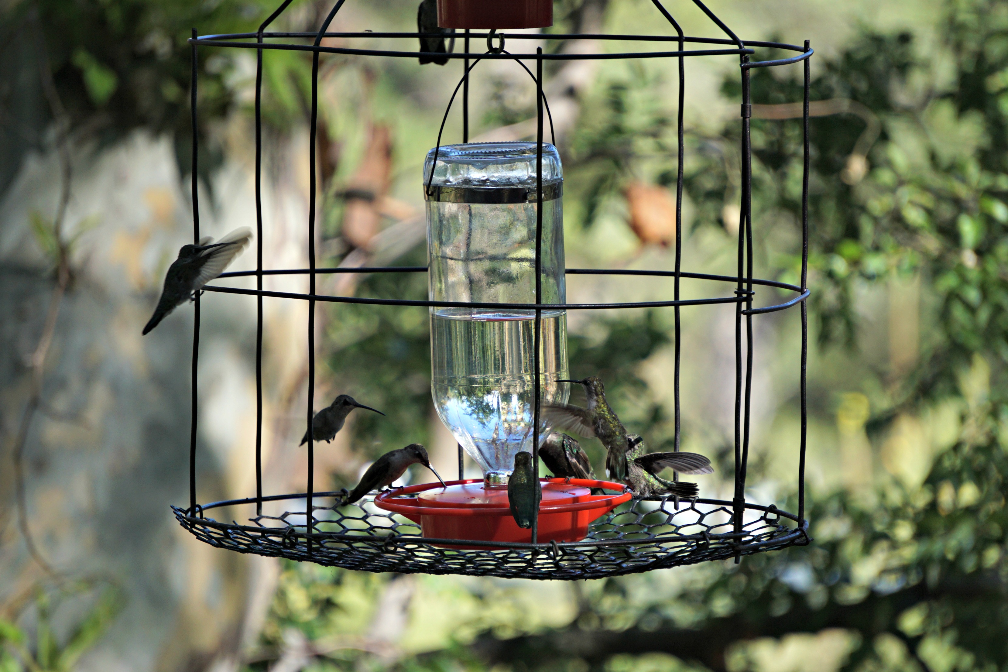 caged hummingbird feeder - who drank the hummingbird juice