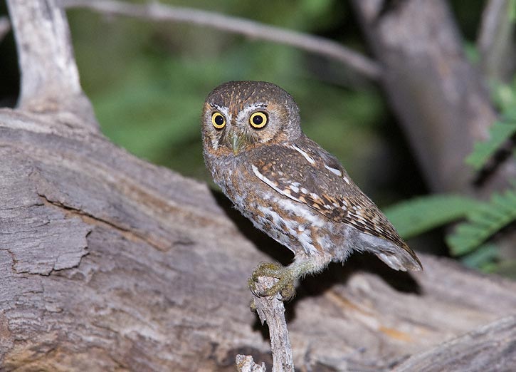 elf owl - owls of north america