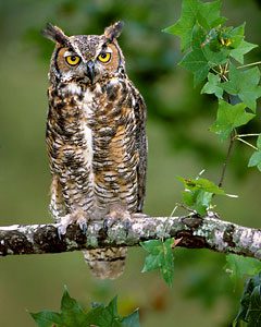 great-horned-owl Owls of North AMerica