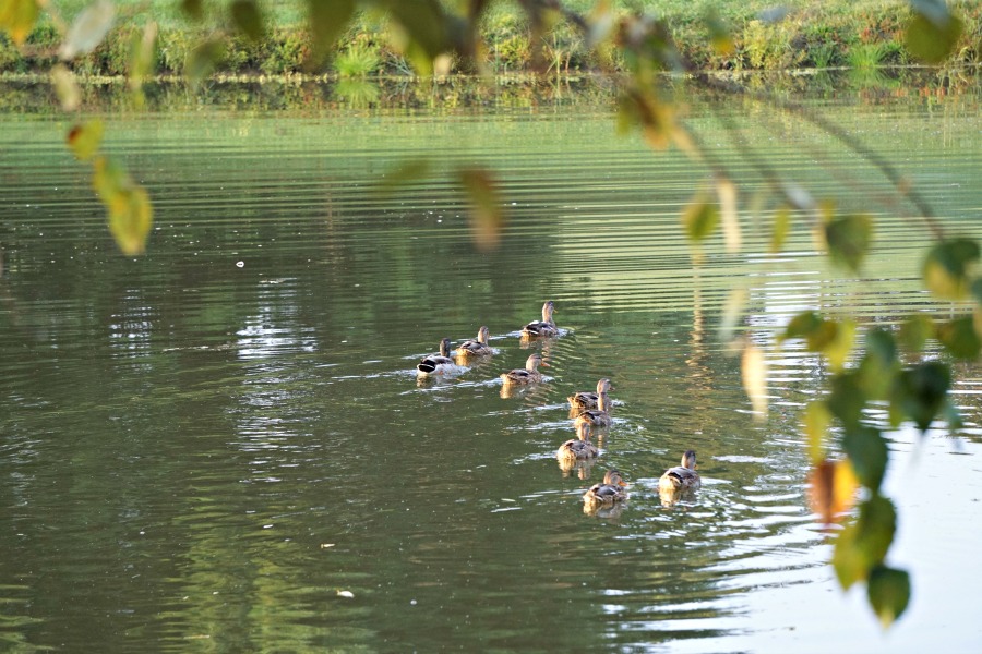 Mallards on lake