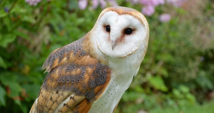 barn-owl Owls of North America