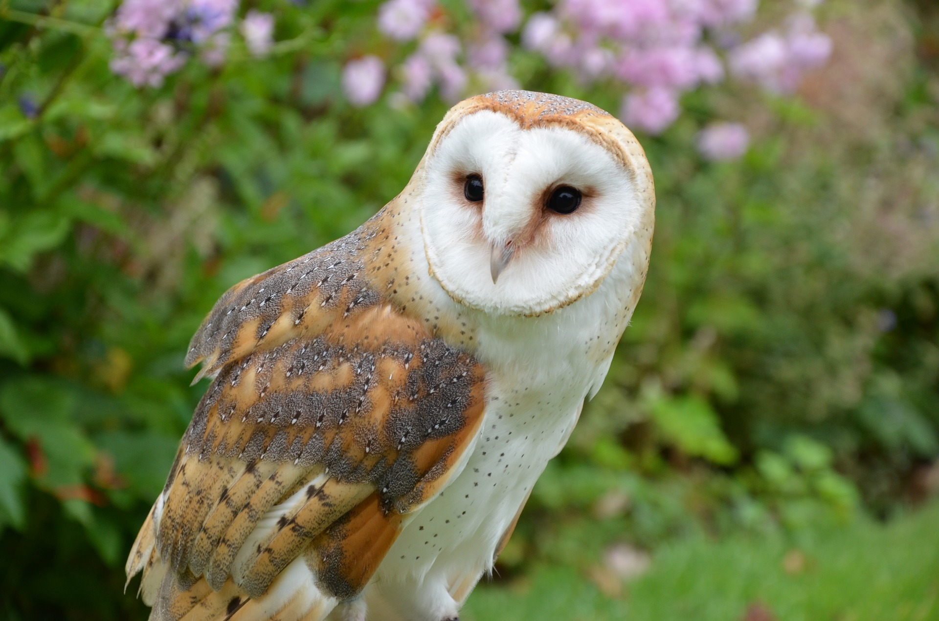 barn-owl Owls of North America