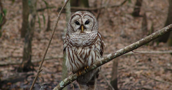 barred Owl - where are barred owls