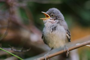 Identify birds by sound