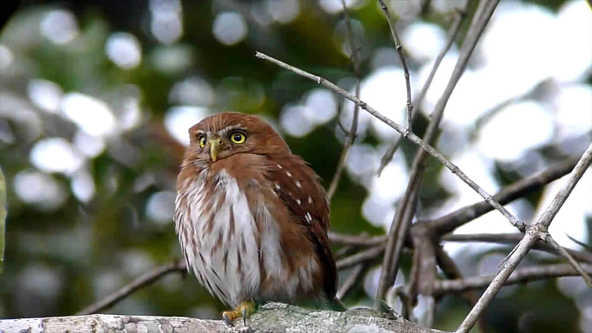 ferruginous pygmy owl - owls of north america