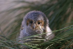 Flammulated-owl Owls of North America