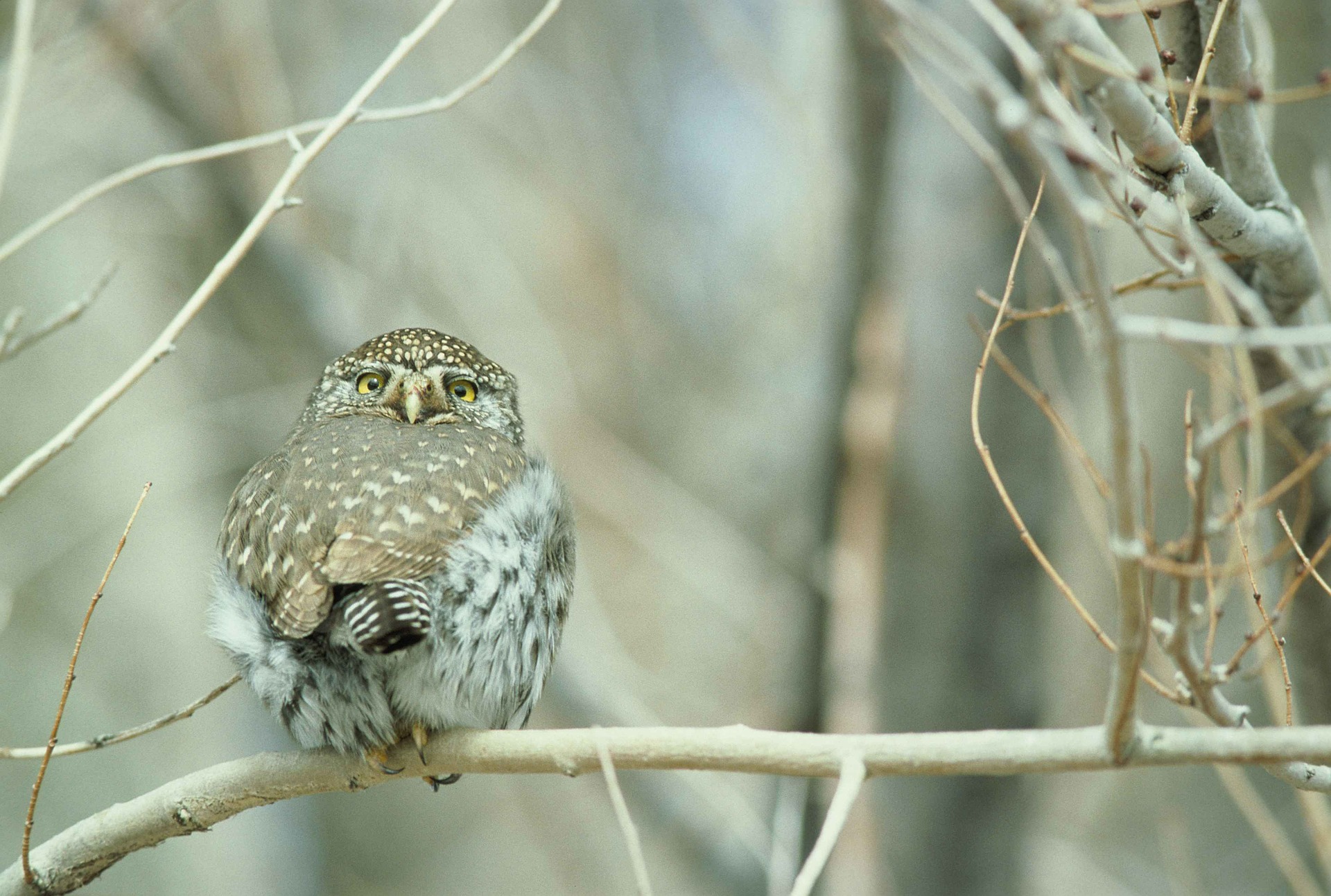 Northern-pygmy-owl North American Owls