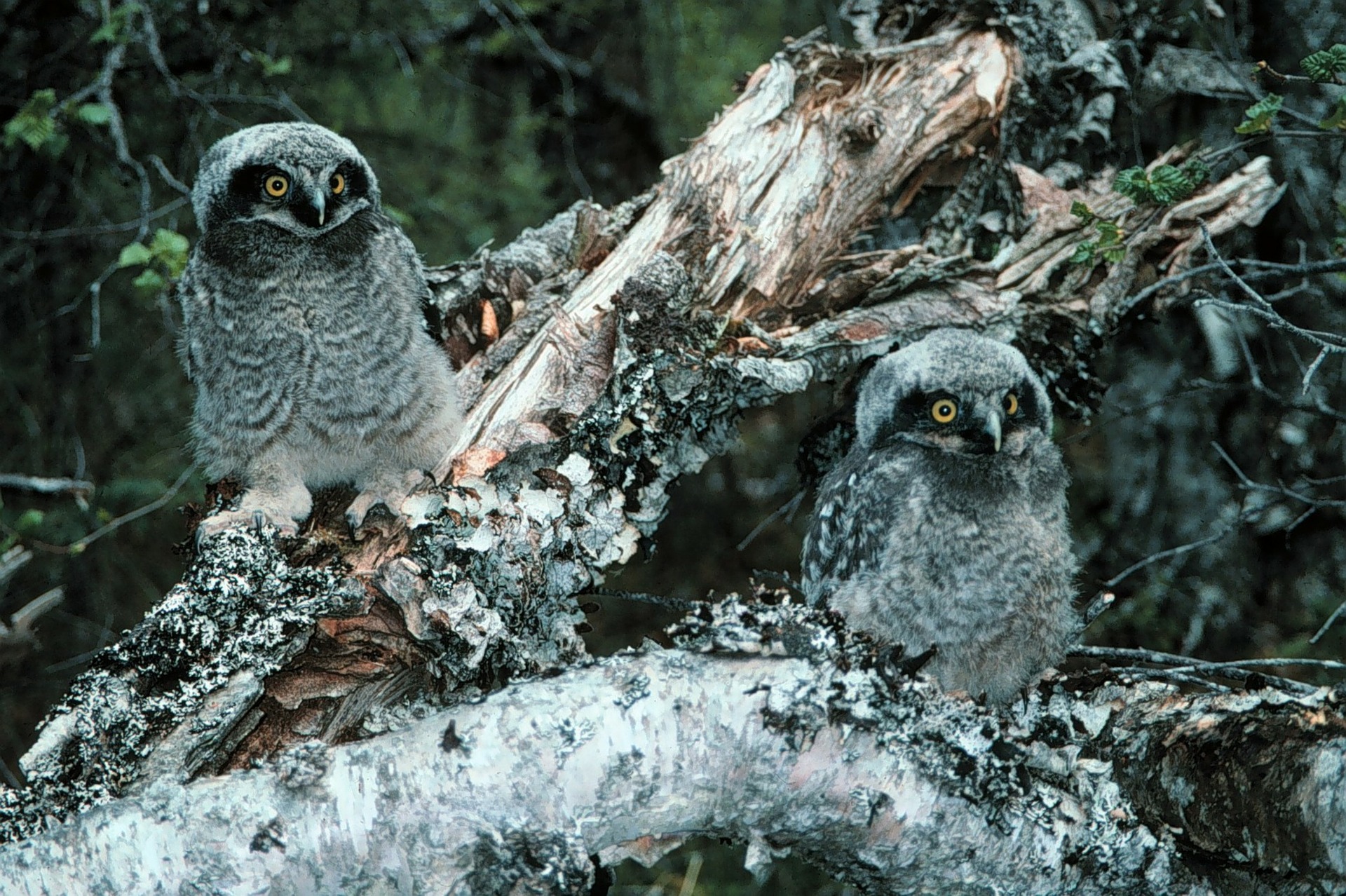 northern-hawk-owl Owls of North America