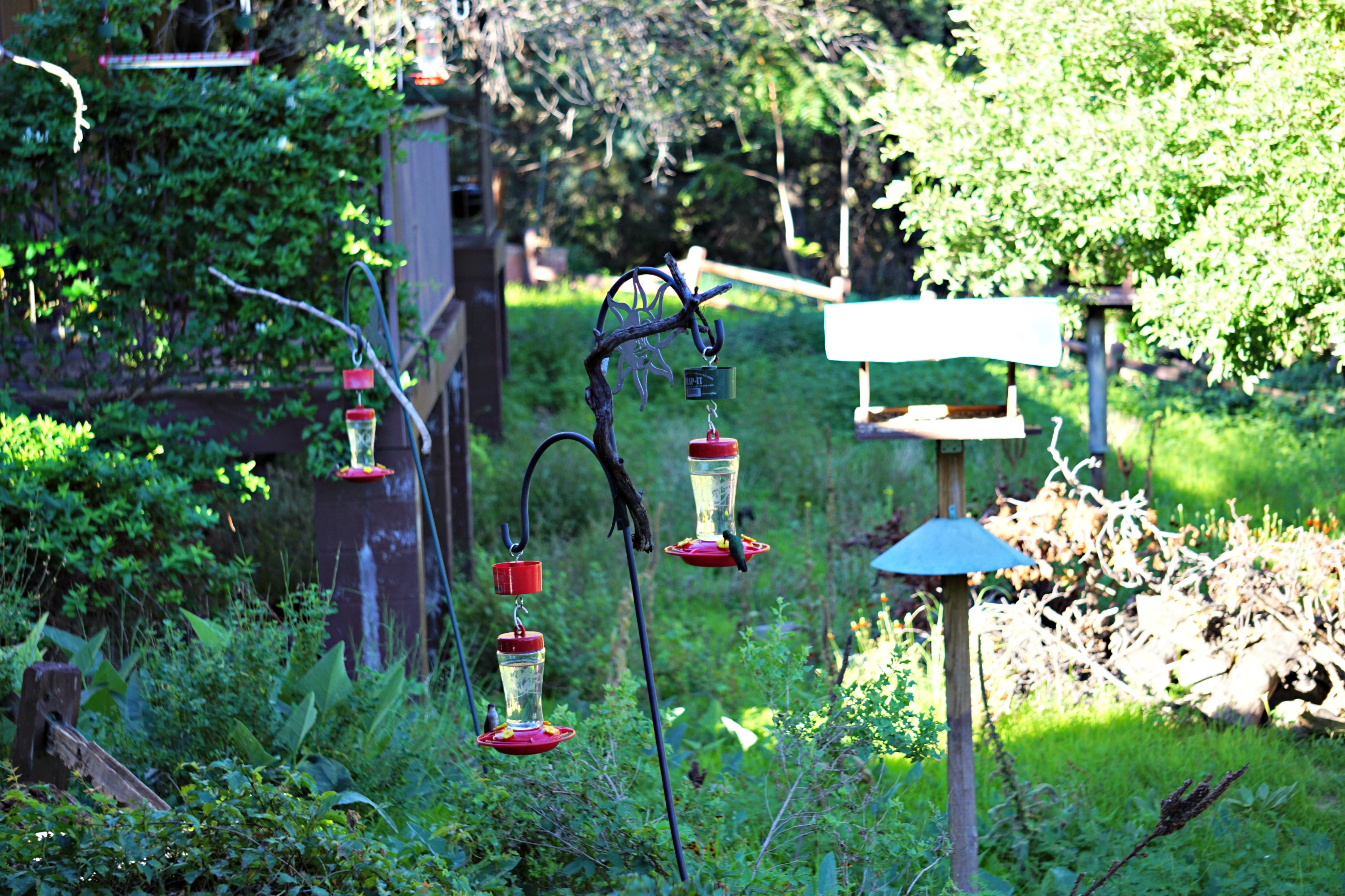 hummingbirds at feeders