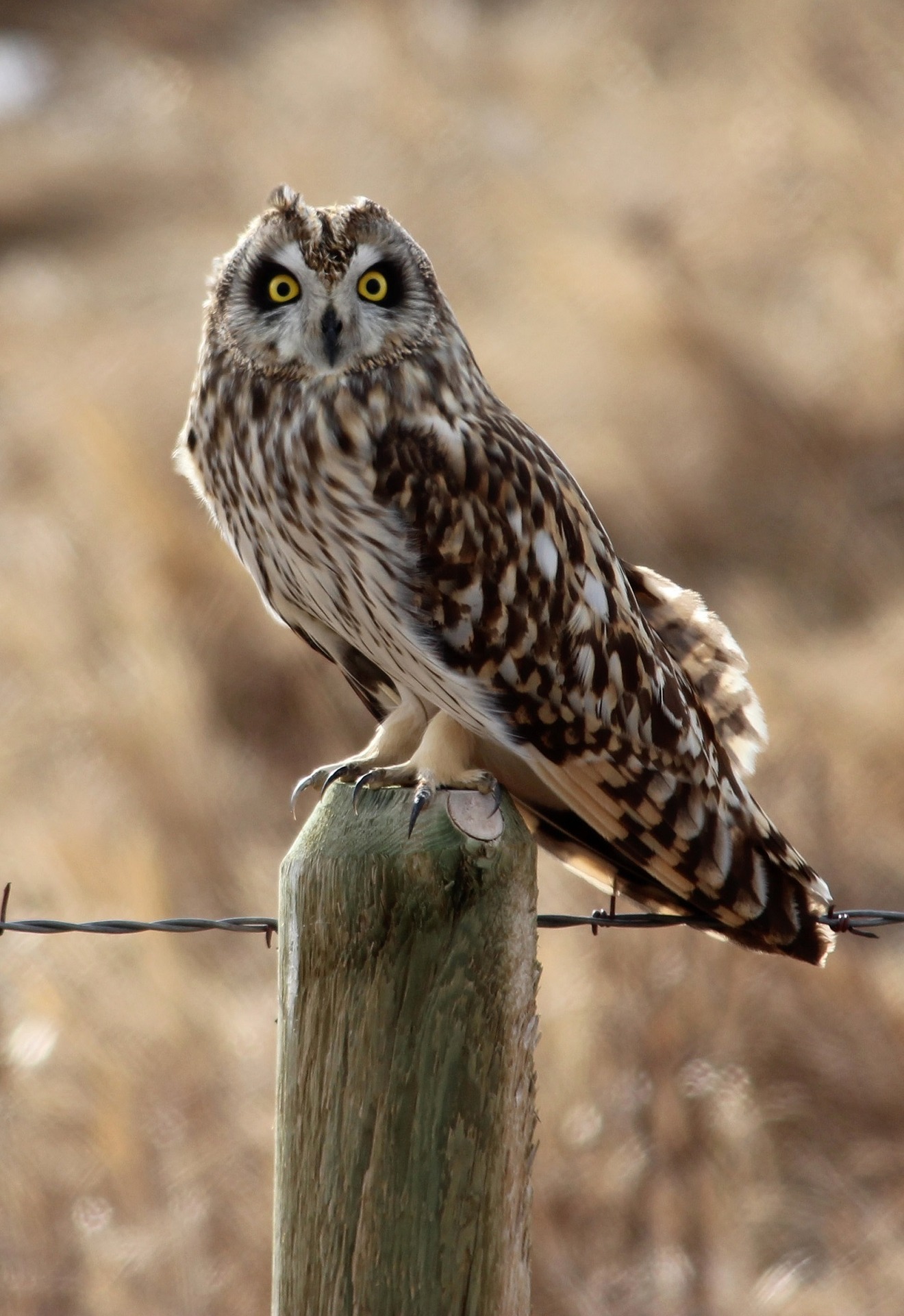 short-eared-owl Owls of North America