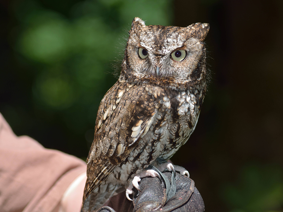 western screech owl-owls of north america