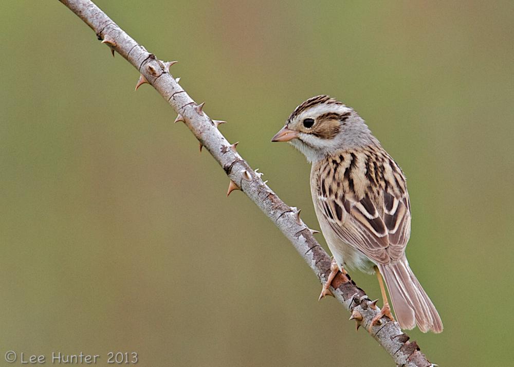 clay colored sparrow - facts about sparrows