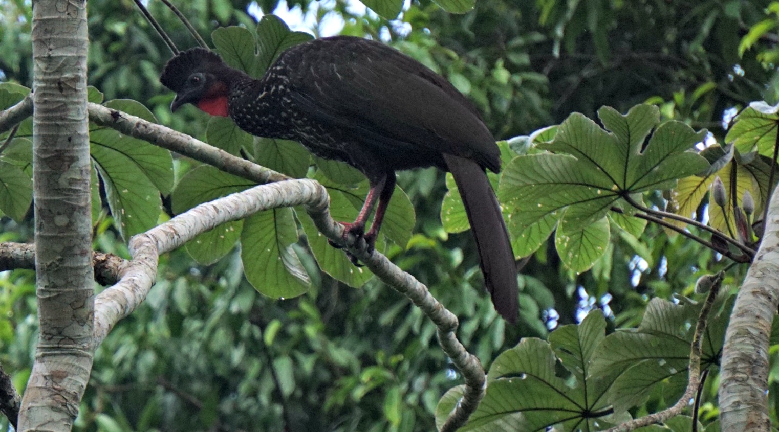 crested guan - birding belize the jungle