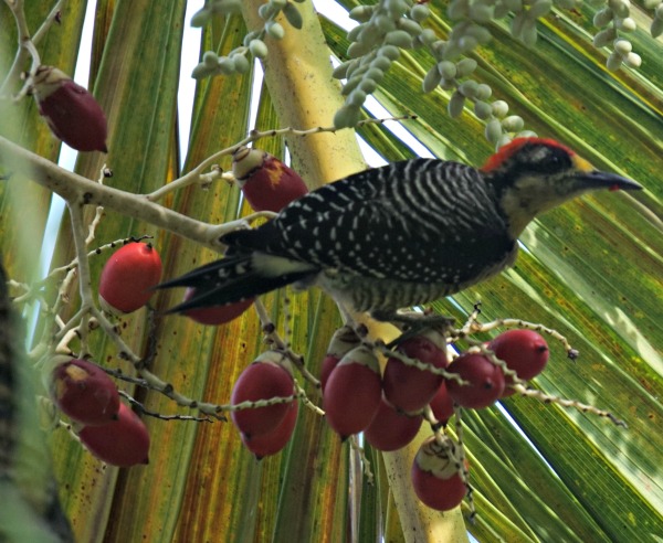 black cheeked woodpecker - birding belize the jungle