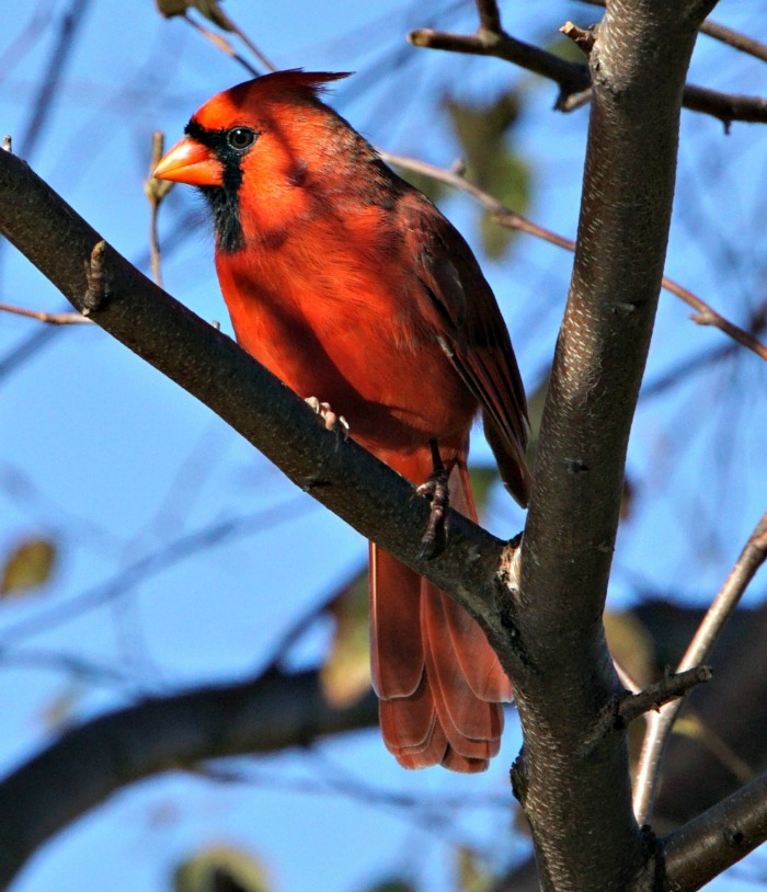 cardinal -