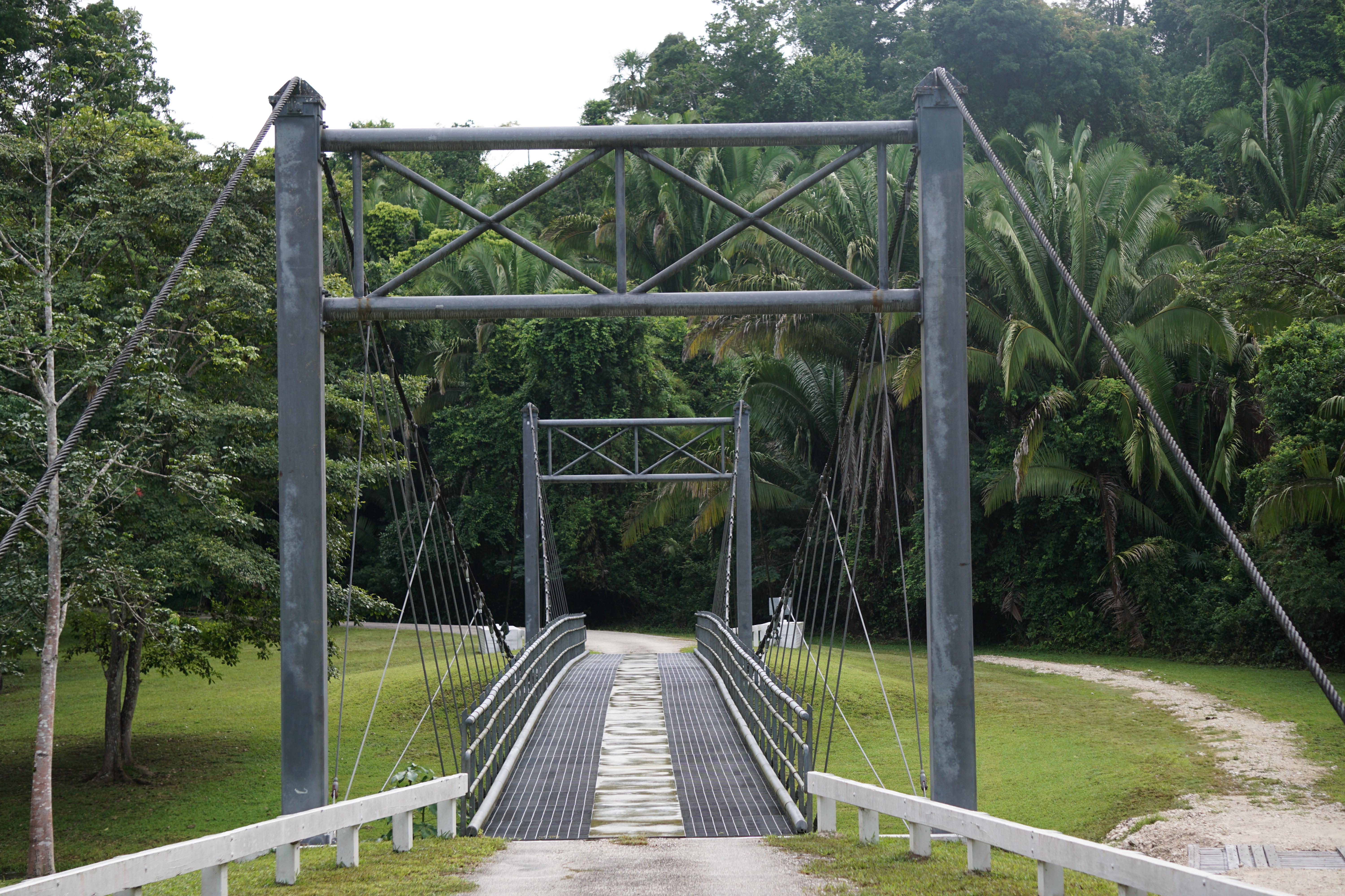 suspension bridge chan chich - birding belize